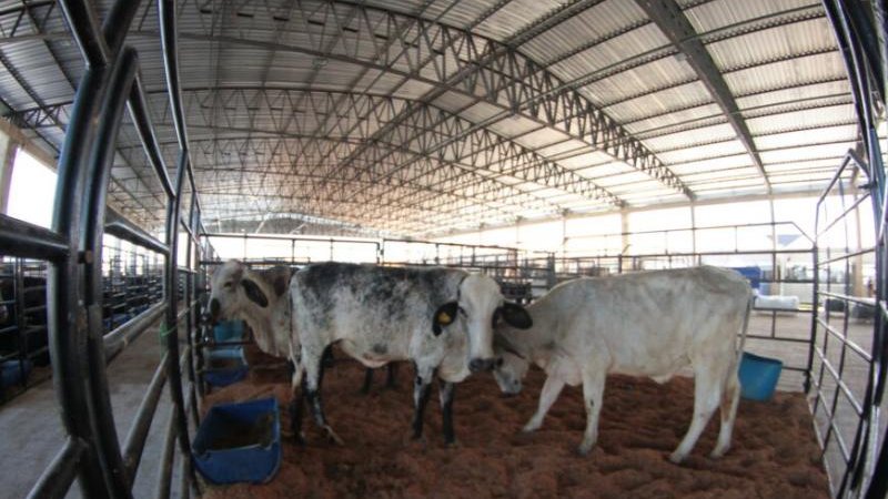 Foto 1 da matéria: Primeiro dia da Rondônia Rural Show é marcada por lançamentos e visitação do público