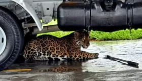 Um ano depois, corpo de onça-pintada que morreu em RO aguarda necropsia