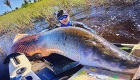 VÍDEO: Pescador leva cabeçada de pirarucu de mais de 2 metros durante...