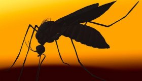 Em surto de dengue, Rondônia teve oito mortes pela doença em 2023, aponta...