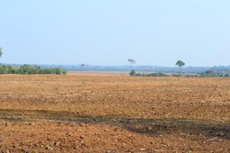 Idaron chama atenção para início do vazio sanitário da soja que começa neste mês