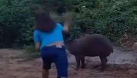 Indígena grava vídeo e tenta explicar porque mataram Anta a pedradas na...