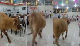 VÍDEO: em cidade de MT, boi invade loja de eletrodomésticos e assusta...