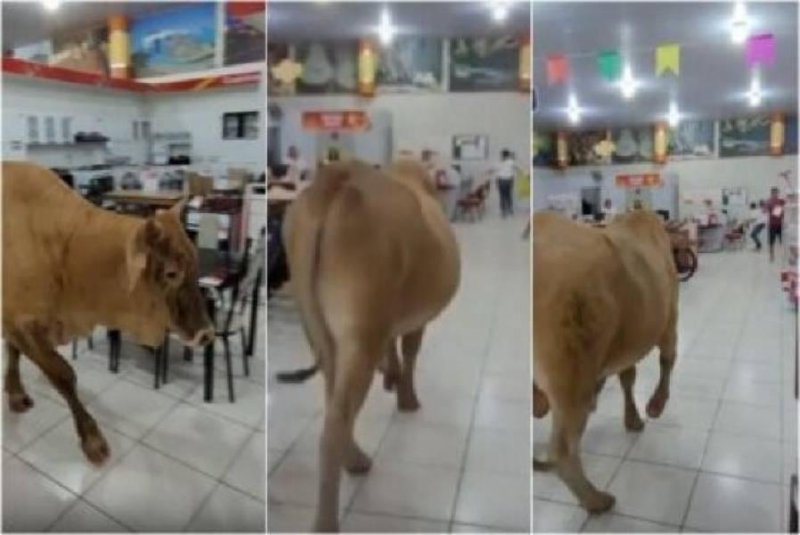 VÍDEO: em cidade de MT, boi invade loja de eletrodomésticos e assusta funcionários