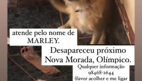 Marley desaparece em Rolim