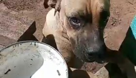 Luna desapareceu do Bairro Esplanada