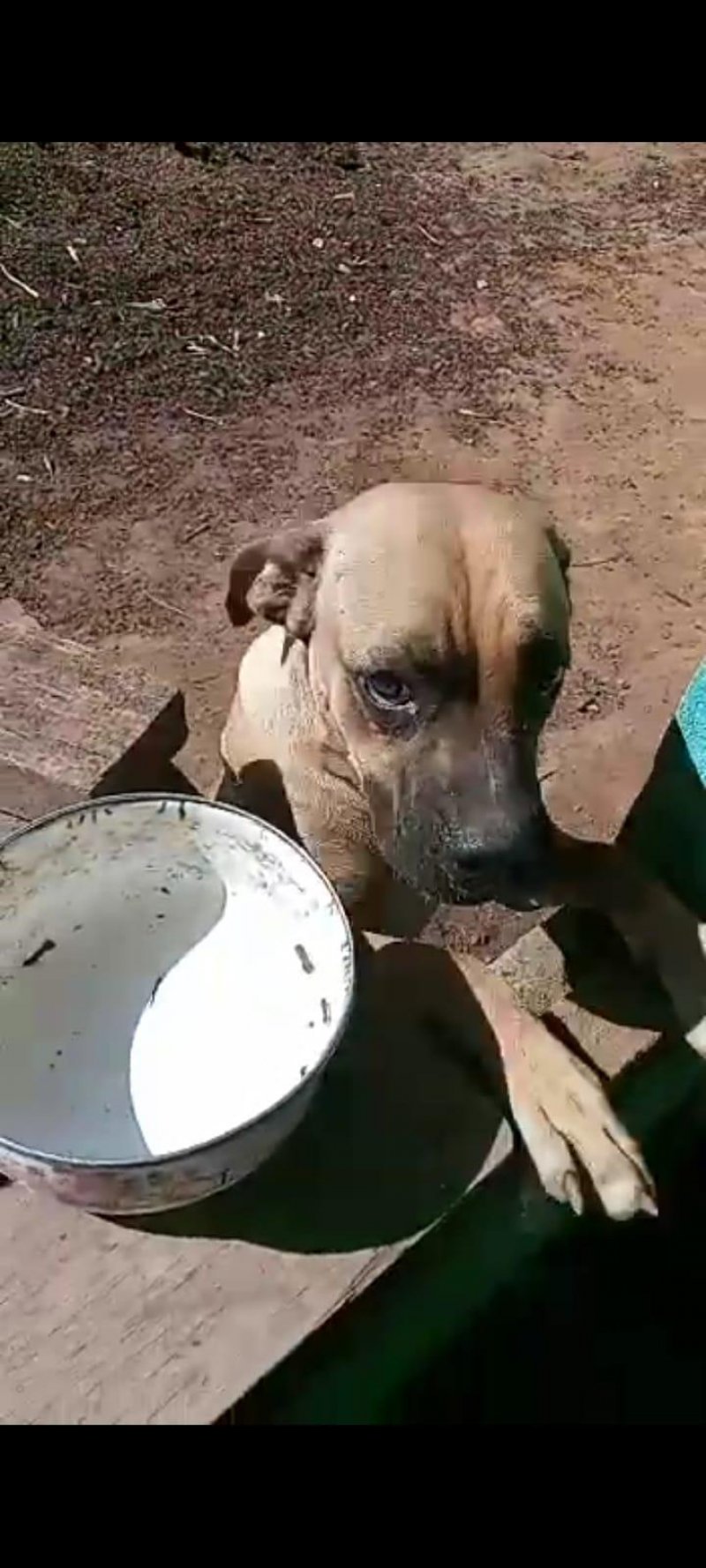 Luna desapareceu do Bairro Esplanada