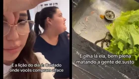 Amigas são surpreendidas com cobra no meio de alface enquanto preparavam prato
