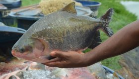 Tambaqui de Rondônia recebe reconhecimento de indicação de procedência do...