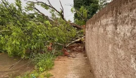 Fortes chuvas derrubam árvores e causam prejuízos em Porto Velho