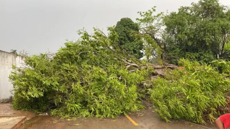 Foto 1 da matéria: Fortes chuvas derrubam árvores e causam prejuízos em Porto Velho