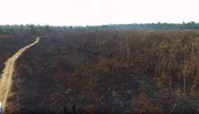 Incêndio criminoso destrói área de 270 hectares que estava sendo recuperada...