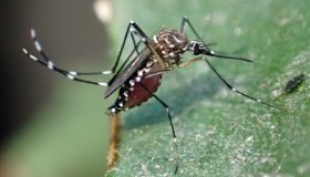 MP recomenda ação imediata contra o mosquito Aedes Aegypti a municípios de RO