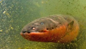 Peixe-elétrico pode matar um ser humano? Especialistas explicam