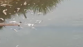 Dezenas de peixes aparecem mortos no Igarapé D