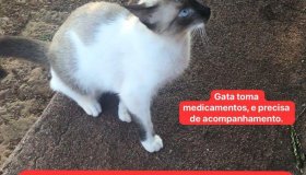 Útilidade Pública: Gata siamês está desaparecida em Rolim de Moura