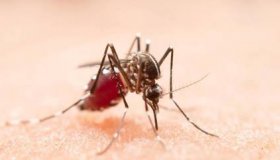 Brasil é o país com mais casos de dengue no mundo, alerta OMS