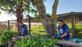 Projeto Viveiro Cidadão inicia a distribuição de 36 mil mudas para áreas de...