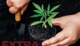 Justiça autoriza paciente que sofre com ansiedade e depressão cultivar...
