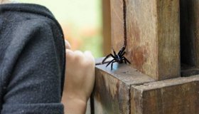 População deve se prevenir para evitar acidentes com animais peçonhentos...