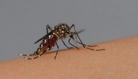 Brasil chega à marca de meio milhão de casos prováveis de dengue e 75 mortes...