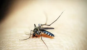Entenda por que hemorragia não é o principal sintoma da dengue grave
