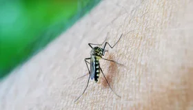 Espigão: Ministério da Saúde confirma primeira morte por dengue do ano em...