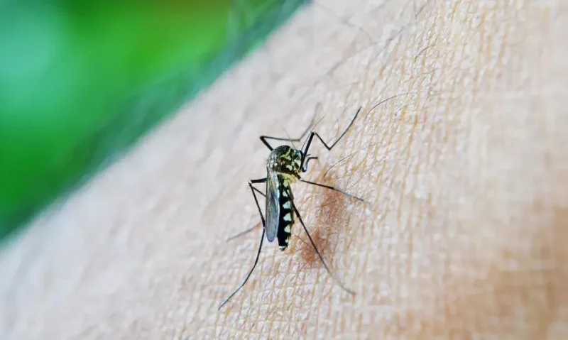 Rondônia registra primeira morte por dengue em 2024, confirma Ministério da Saúde — Foto: Sesa-PR