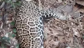 Vídeo repercute e MPF apura possível abate criminoso de onça-pintada por...