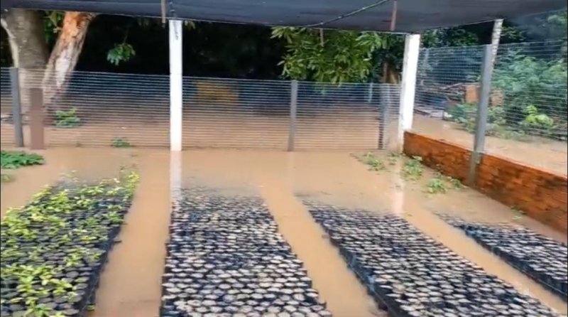 Cacoal: Pela primeira vez em 30 anos, Viveiro Municipal é inundado após chuvas desta madrugada