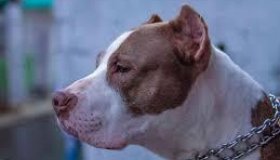 Ataque de pitbulls: a questão é educar humanos, defende especialista