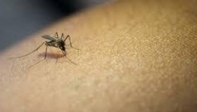 Dengue: Brasil passa de 1.500 mortes e registra quase 200 mil casos em um dia