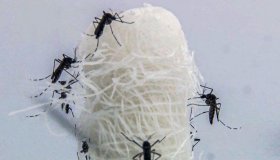 Com 6,3 milhões de casos prováveis, Brasil lidera ranking de dengue