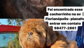 Família procura por dono de cachorrinho poodle, encontrado no bairro Planalto,...