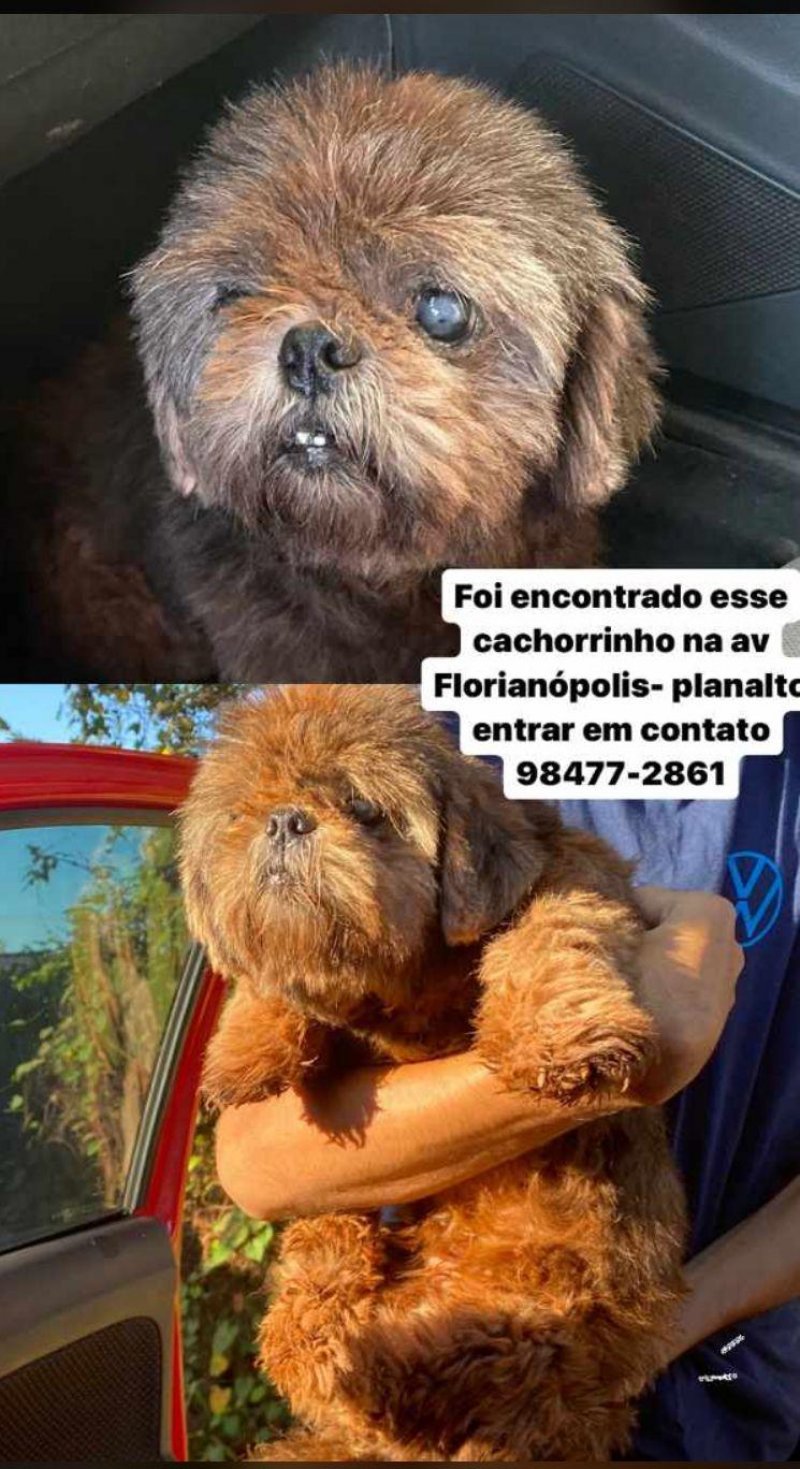 Família procura por dono de cachorrinho poodle, encontrado no bairro Planalto, em Rolim de Moura