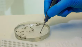 Rondônia é o 2° estado do país com mais casos de Febre Oropouche em 2024,...