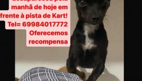 Cachorrinha pinscher, que atende por Cristal, está desaparecida em Rolim de...