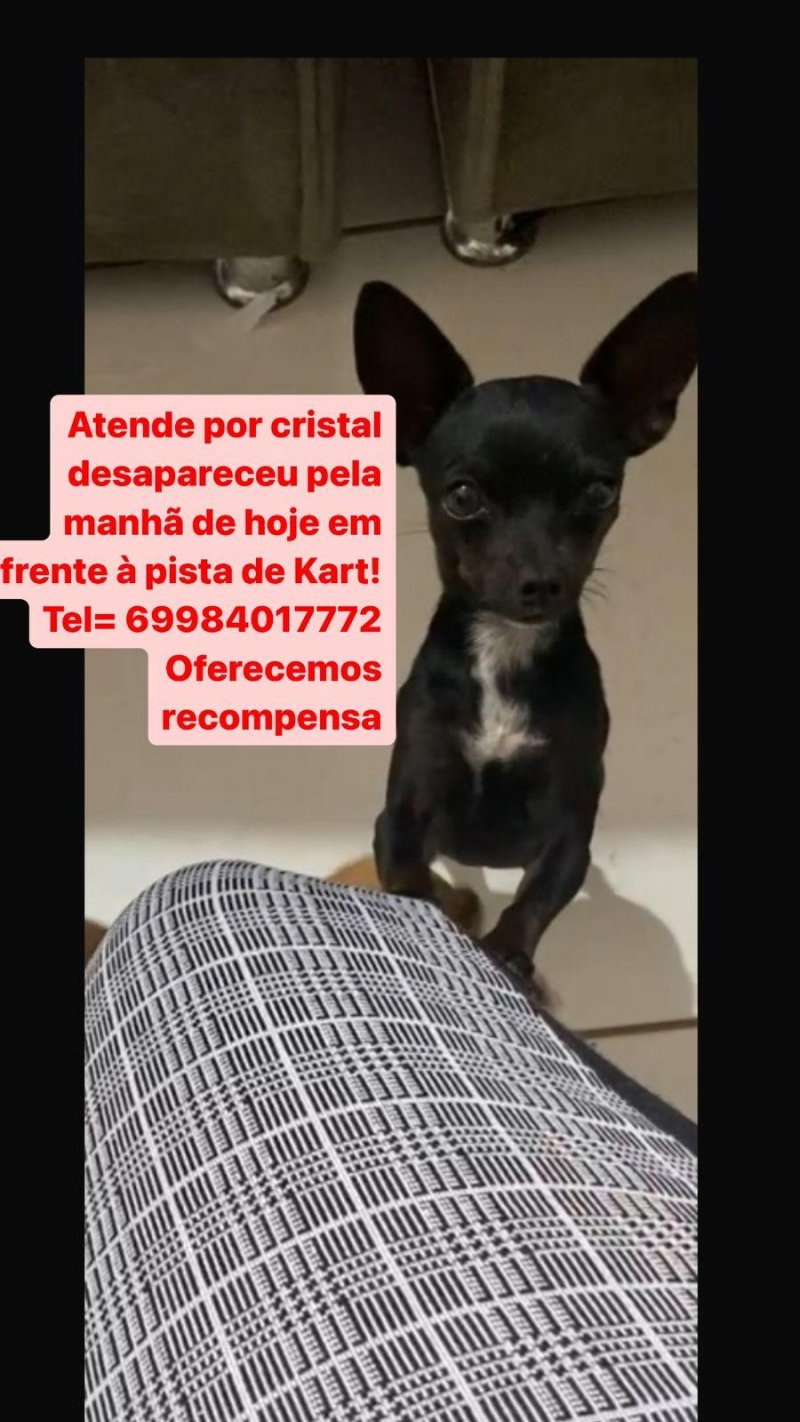 Cachorrinha pinscher, que atende por Cristal, está desaparecida em Rolim de Moura