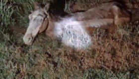 Cavalo é resgatado de buraco no Jardim dos Lagos em Rolim de Moura