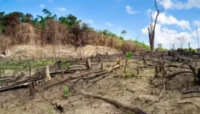 Proprietário de construtora é condenado por desmatar terra indígena em Alta...