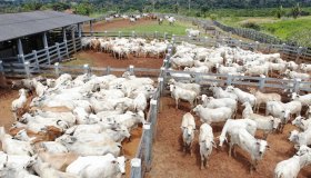 Teste epidemiológico para avaliar prevalência da Brucelose e Tuberculose...