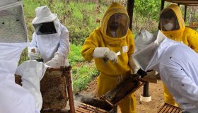 Mais de mil propriedades rurais produzem abelhas em Rondônia, aponta...