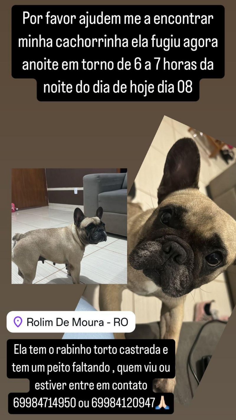 Rolim de Moura- Procura se por cachorrinha da Buldogue desaparecida no loteamento Jatobá