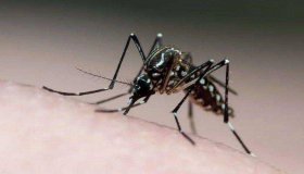 Rondônia entre os estados com menores números de casos prováveis de Dengue