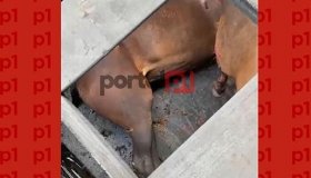 Vídeo: Égua avaliada em R$ 120 mil reais morre após caminhão pegar fogo na...