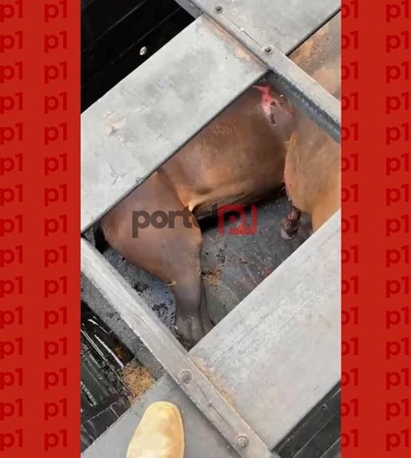 Vídeo: Égua avaliada em R$ 120 mil reais morre após caminhão pegar fogo na BR-364 entre Jaru e Ariquemes, RO