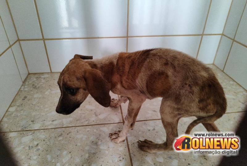 Homem é preso por maus tratos contra cachorros em Alta Floresta do Oeste
