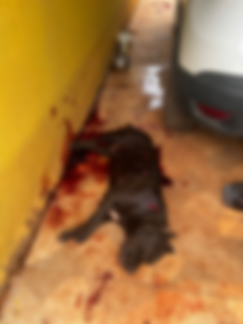 Homem mata a facadas cachorro do vizinho que não tinha registro de ataques