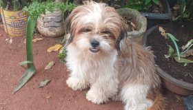 Procura-se uma cachorra da raça Shitzu, e que atende pelo nome de Xaxa
