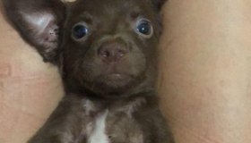 Cachorro Bob desaparece e deixa menina desesperada em Rolim de Moura